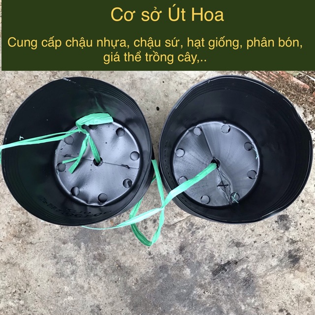 Combo 100 chậu nhựa đen C10 (25x20 cm) trồng cây hiệu Phước Lộc