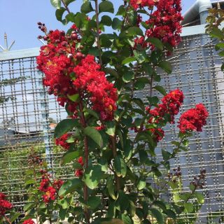 Cây 🌲 Tường Vi... đỏ đậm... lá xanh