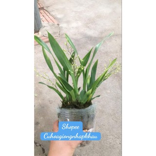 Lan Vũ Nữ Lâu Mộng (inbox chọn màu)