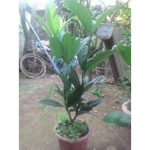 cây hải đường trắng nhỏ
