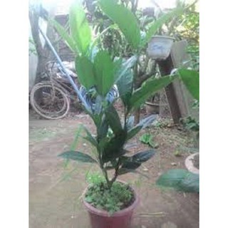 cây hải đường trắng nhỏ