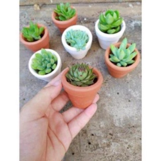 Meoluoi99- chậu sen đá trơn mini 5cm
