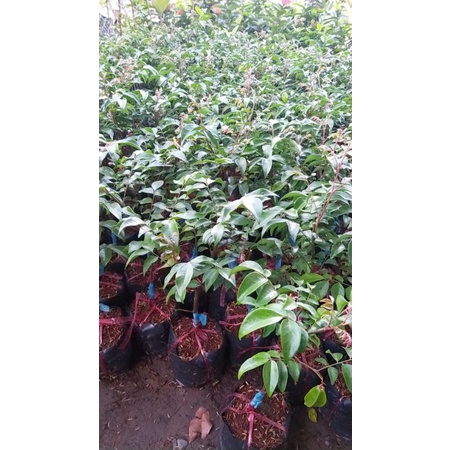 CÂY GIỐNG KHẾ CHUA SIÊU TRÁI