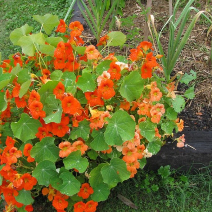 Hạt Giống Hoa Sen Cạn (gói 20 hạt, tặng phân)