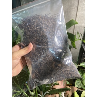 Dớn cọng , dớn vụn , dớn đá (trộn giá thể siêu thoáng) ! Gói 500g !