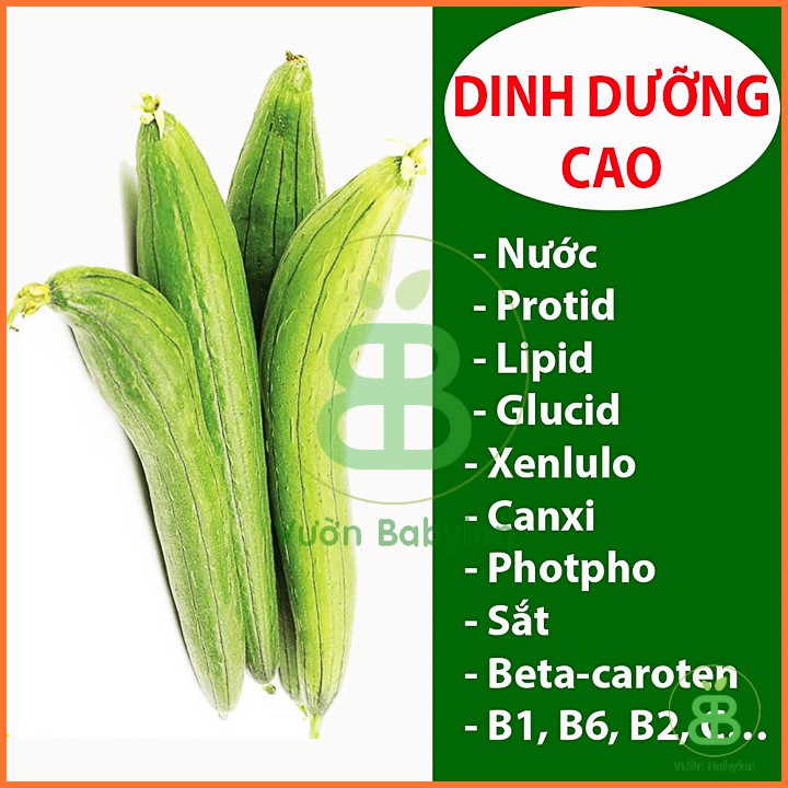 Hạt Giống Mướp Hương F1 Dễ Trồng, Sai Trái