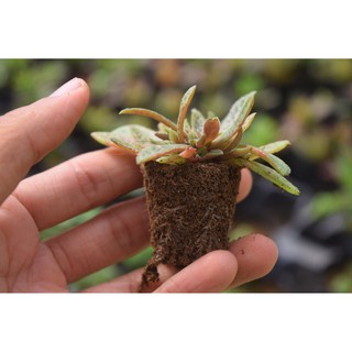 sen đá cỏ tím mini 2-4cm