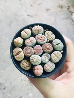 THẠCH LAN (LITHOPS)