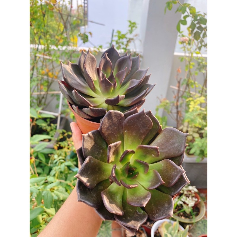 Sen đá nâu black queen