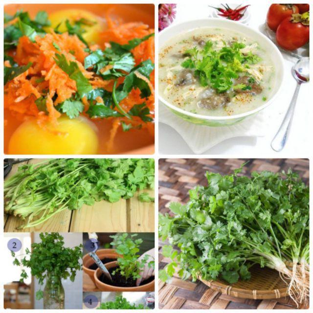 Hạt giống Rau Mùi Chịu Nhiệt luckyseed hạt siêu rẻ