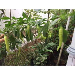 Chậu ớt bún cây khoẻ cho trái