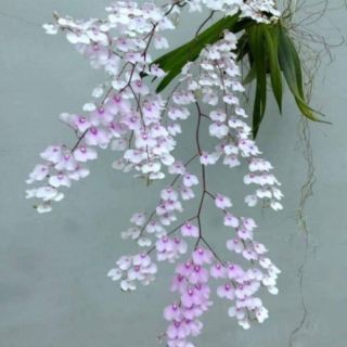 Hoa lan vũ nữ peru