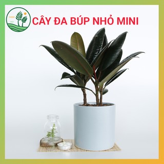 Cây Đa Búp Đỏ Để Bàn - Phù Hợp Mệnh Hỏa - Mệnh Thổ