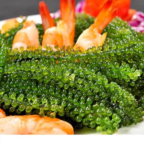 Rong Nho Muối - 100 gram