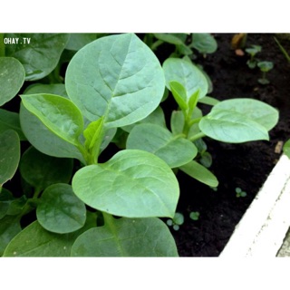 10 Cây giống rau mùng tơi cao từ 10-15 cm