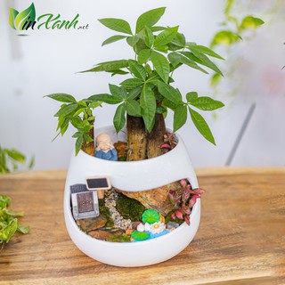 Chậu trồng cây khoét lỗ làm tiểu cảnh men mát Bát Tràng độc đáo