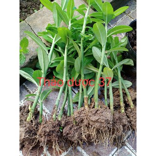 3 cây thạch anh cả gốc rễ