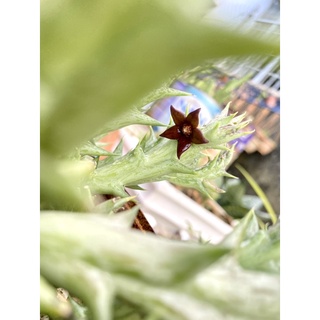 Xương rồng sao biển( bán nhánh)