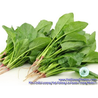 1KG Hạt Giống Bó Xôi Chịu Nhiệt (| Z3*W51)