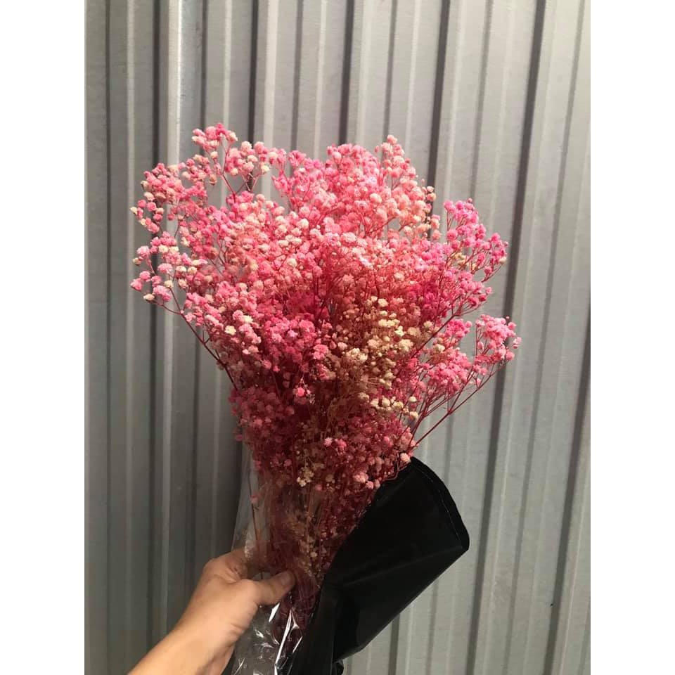 Hoa Baby bất tử Gypsophila hoa khô trang trí làm đồ handmade, bó 50g