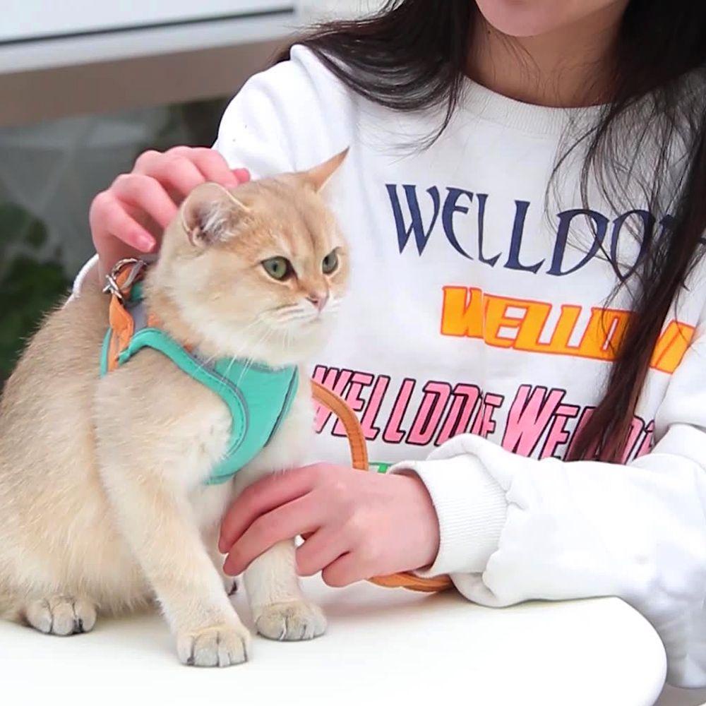 WATTLE Cat Harness Leash Set Anti-lost Safety Adjustable Dog Vest Collar