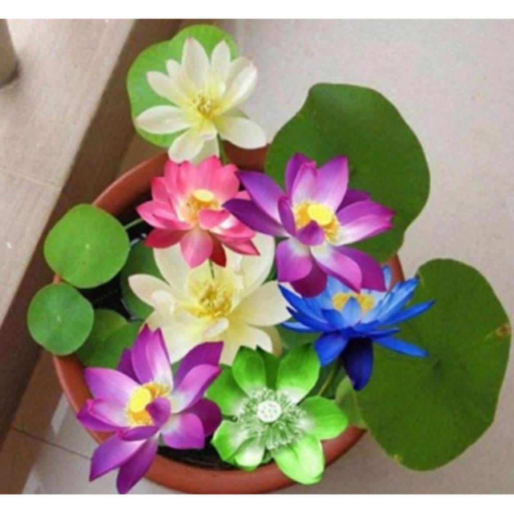 Hạt giống hoa sen Nhật