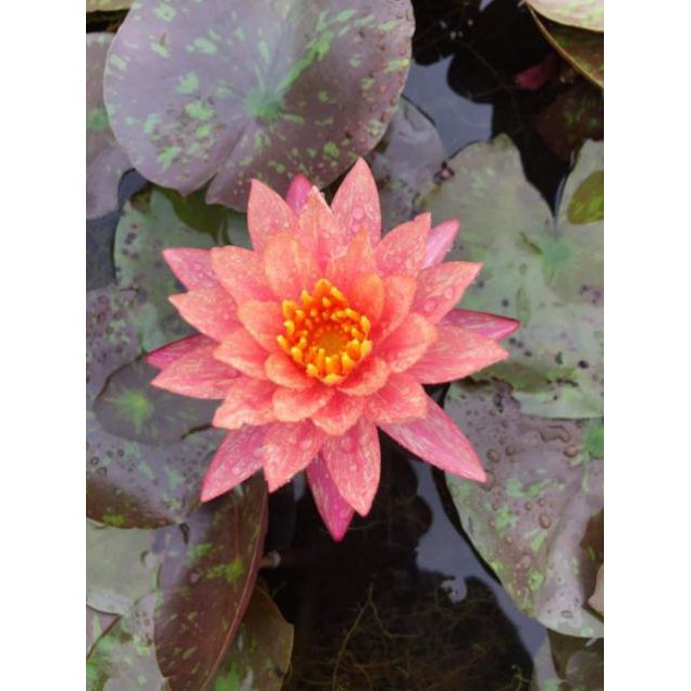 Củ hoa súng thái mini