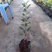 Cây táo đỏ giống cây nhập khẩu