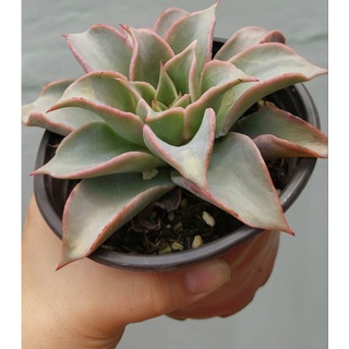 Sen đá madiba sz 11_14 cm