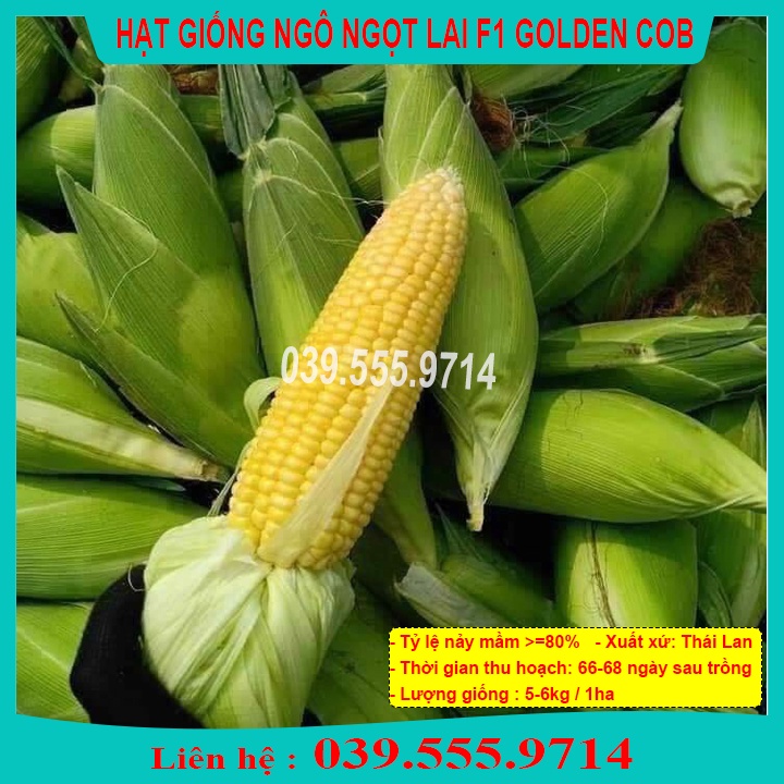 [Chính hãng] Hạt Giống Ngô Ngọt Lai  F1 GOLDEN COB 100gram - Hạt Ngô To Đều Đẹp