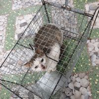 Bẫy mèo