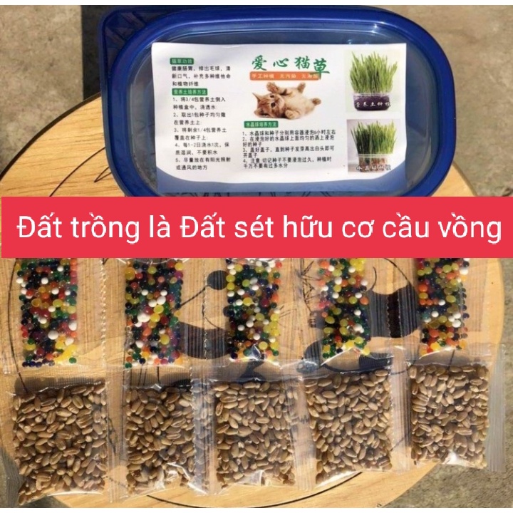 Bộ Kit Tự Trồng Cỏ Mèo Tươi Siêu Dễ Bằng Đất Dinh Dưỡng Pha Lê An Toàn HOT NHẤT hiện nay