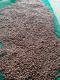 Mắc ca Lâm Đồng