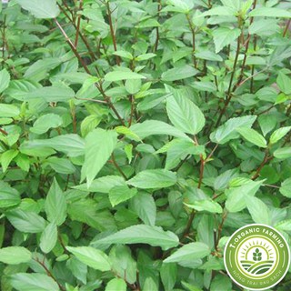 Hạt Giống Rau Đay Đỏ 20g