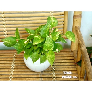 Cây Trầu bà - cây phong thủy để bàn