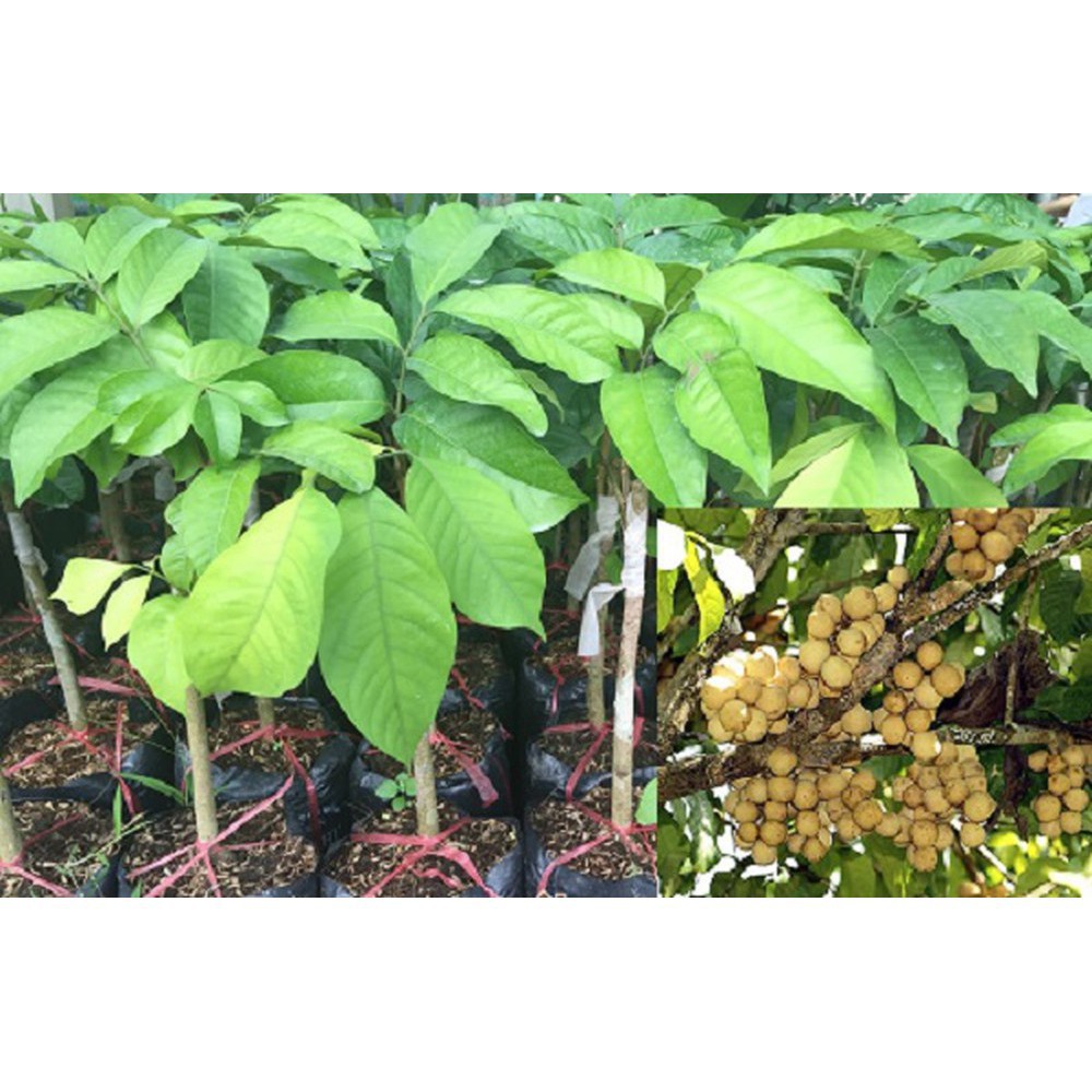 CÂY GIỐNG DÂU DA THÁI