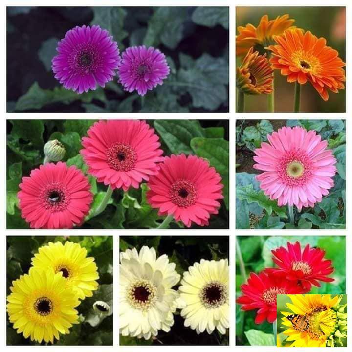 Gói 100 Hạt Giống Hoa Đồng Tiền Kép Lùn - Mix (Gerbera)