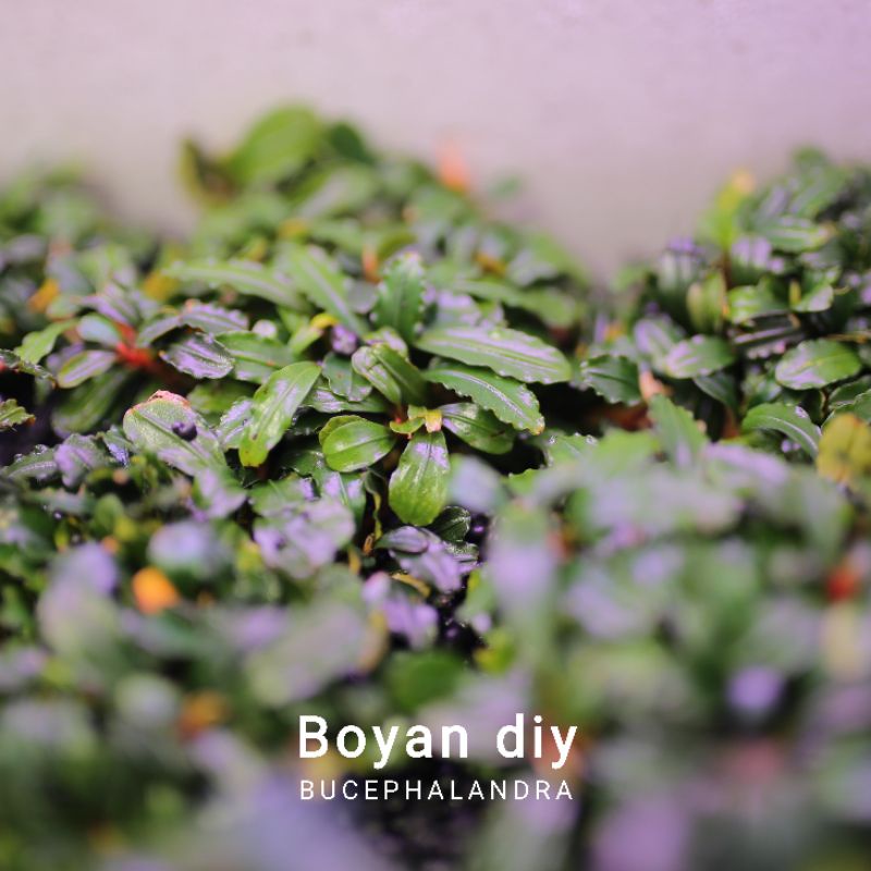 Bucep Boyan DIY lá cạn dùng làm bể terrarium, bán cạn, hạ thủy