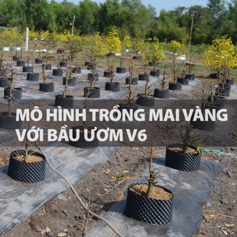 Bầu ươm cây V6 cao 40cm loại dày  nhựa bầu cây - kèm bộ vít bắt, hàng chuẩn cao cấp