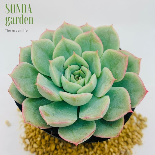 Sen đá liên đài trắng SONDA GARDEN size bé 5-8cm, xuất xứ Đà Lạt, khoẻ đẹp, lỗi 1 đổi 1