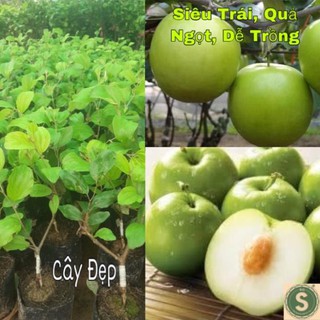 Cây giống táo thái siêu trái, quả to, giòn và ngọt