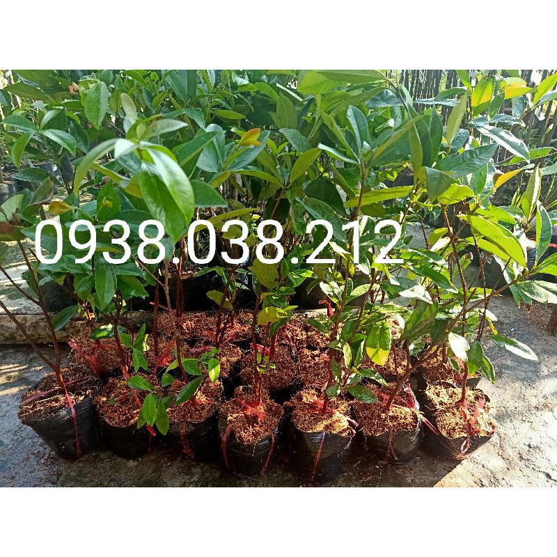 CÂY GIỐNG CHERRY BRAZIL ( CHERRY NHIỆT ĐỚI )