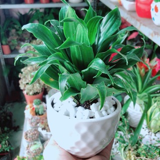 Chậu cây phát tài lá