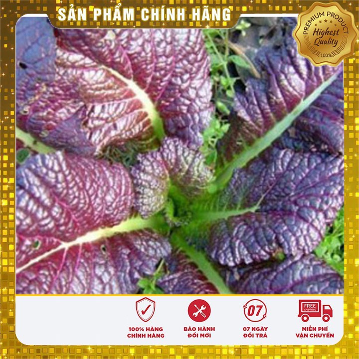 Hạt giống cải canh lá đỏ -20gr