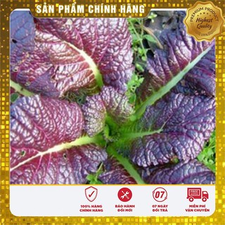 Hạt giống cải canh lá đỏ -20gr