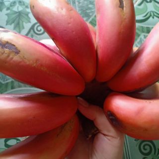 Cây chuối đỏ