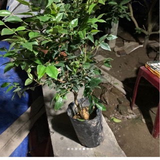 Nho thân gỗ tứ quý