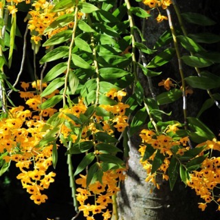 Hoàng thảo long nhãn