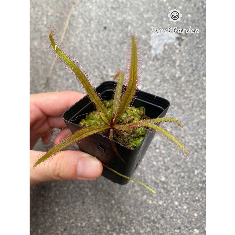 Cây Ăn Thịt Côn Trùng Gọng Vó Drosera Adelae, Cây Băt Mồi Băt Muỗi Hiệu Quả Cao