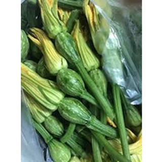 Hạt giống bí nụ